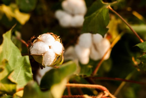 Organic Cotton